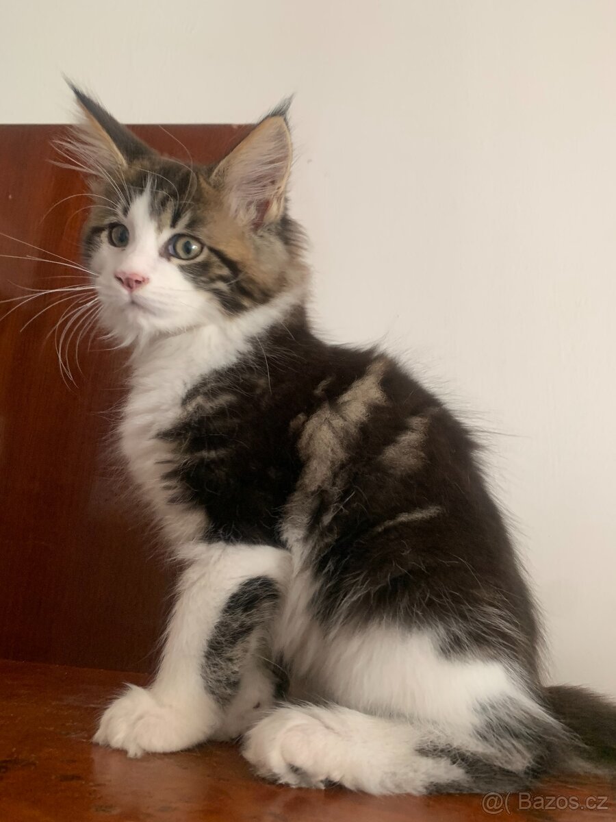 mainská mývalí kočka s PP - dva kocourci již brzo k odběru - 6