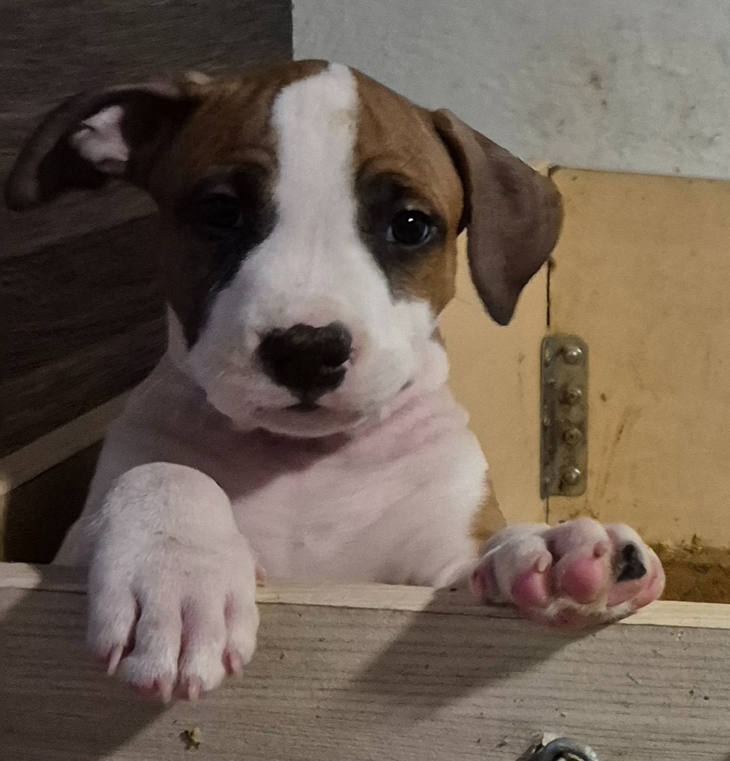 Americký stafordšírský teriér s PP - 6