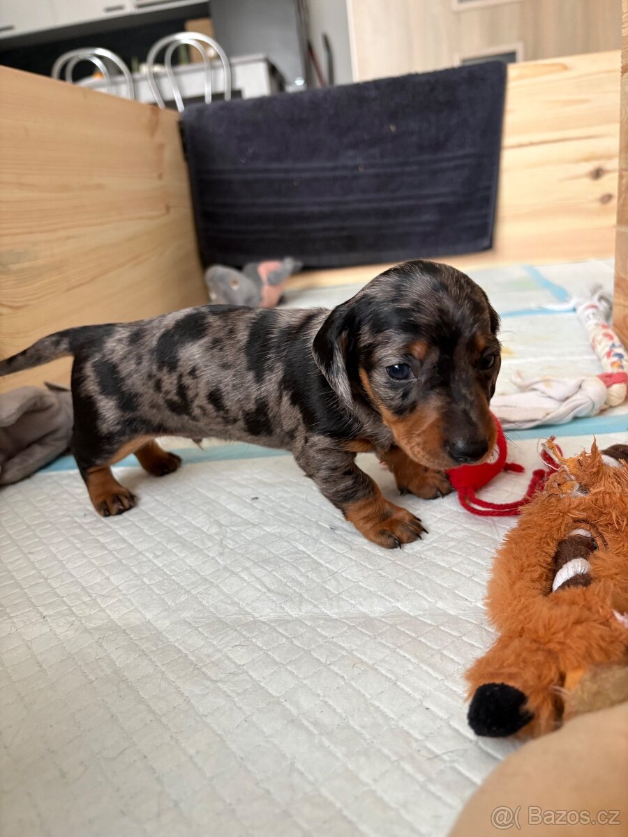 Trpasličí jezevčík merle bez pp - 6