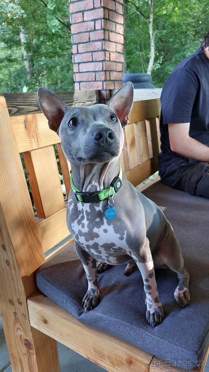 Americký bezsrstý teriér FCI - 6