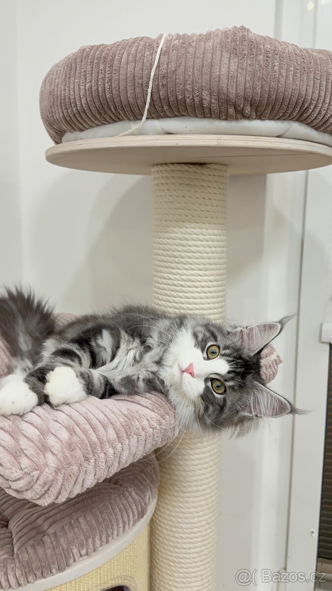 Kočka mainská mývalí s PP - 6