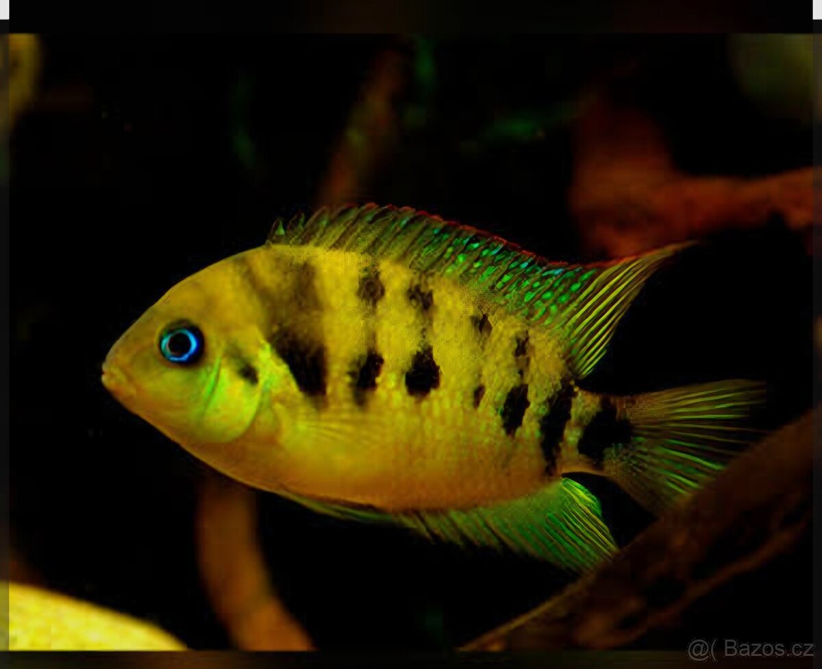 Prodej akvarijních ryb - 6