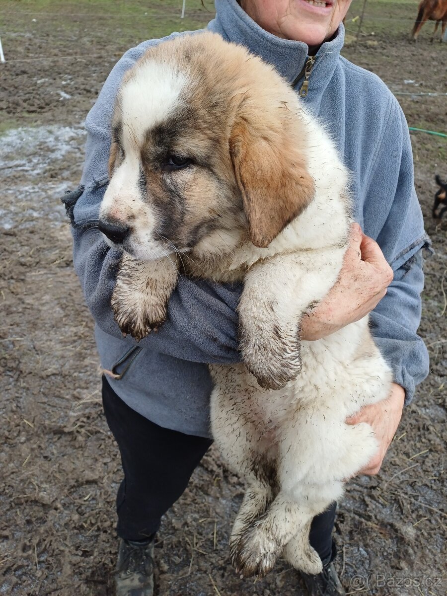 Moskevský strážní pes - 6