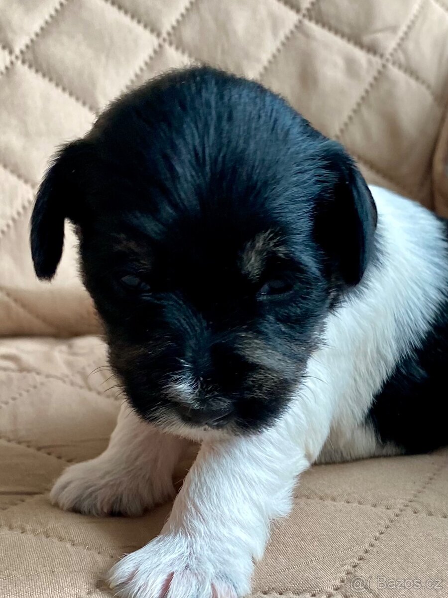 Knírač malý barevný - 6