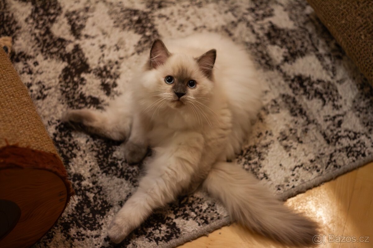 Ragdoll Koťata s PP - 6