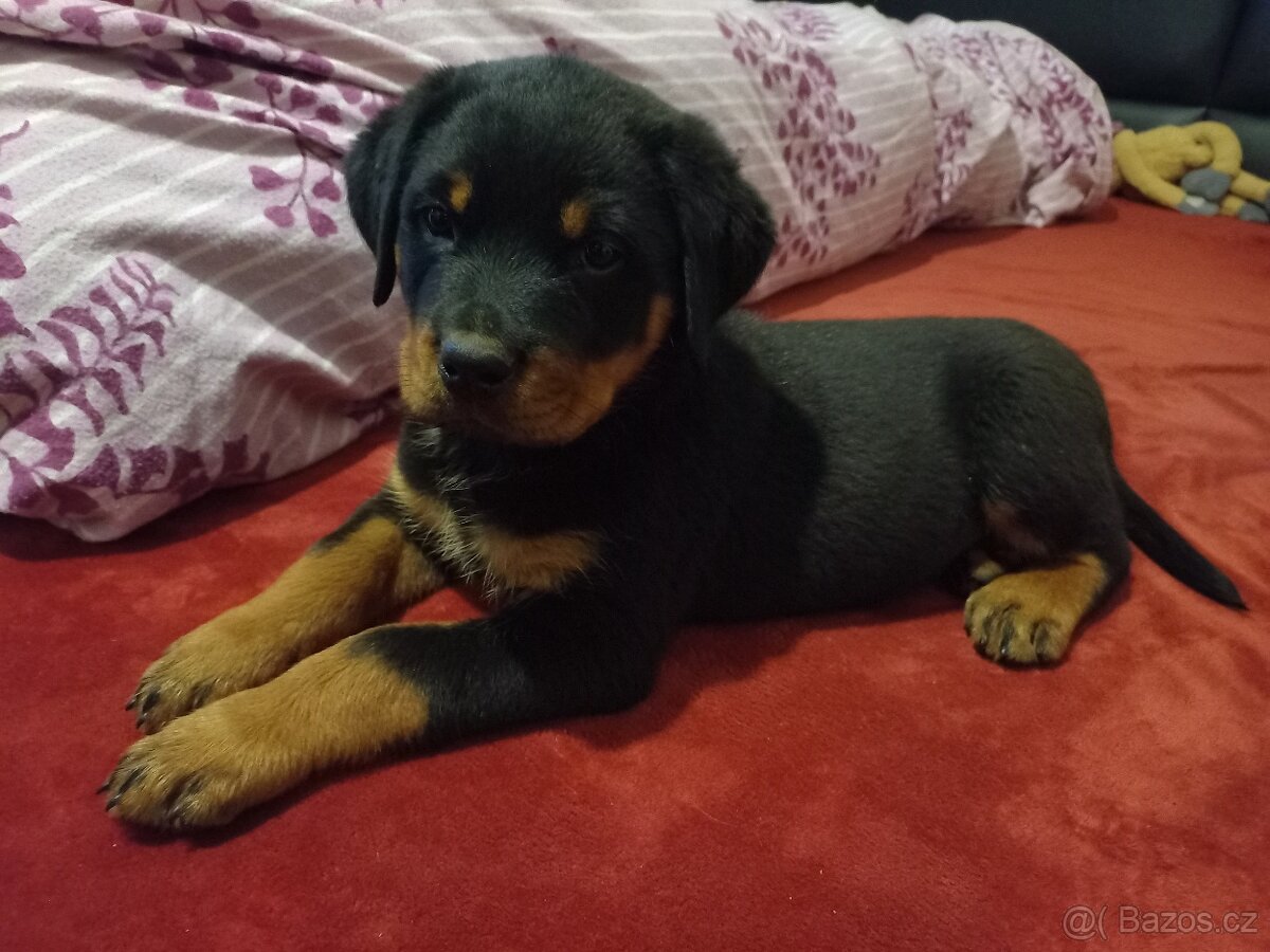 Nabízím rotvajler štěňátka - 6