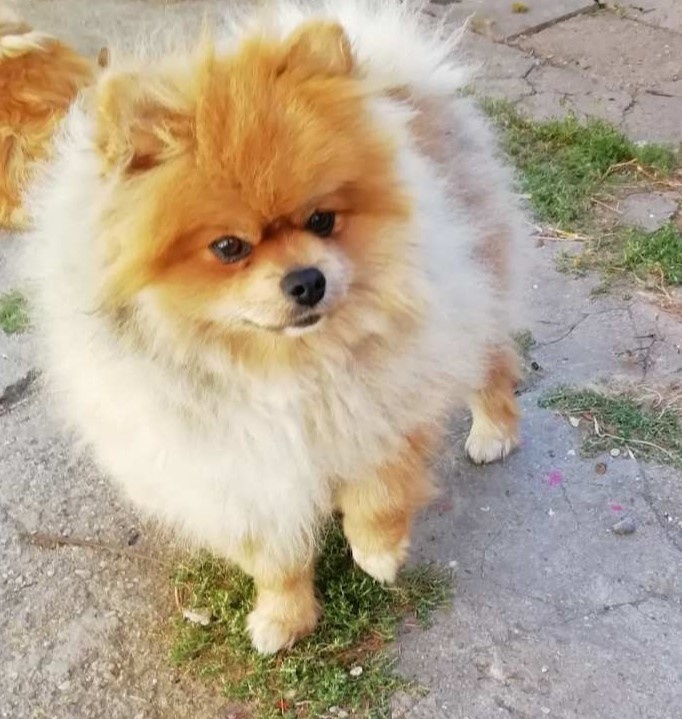 Německý špic trpasličí - 6