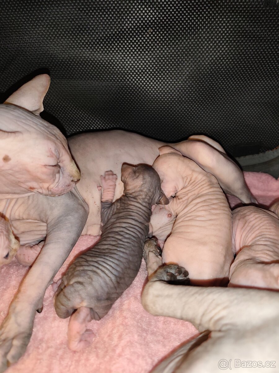 Kanadský sphynx - 6