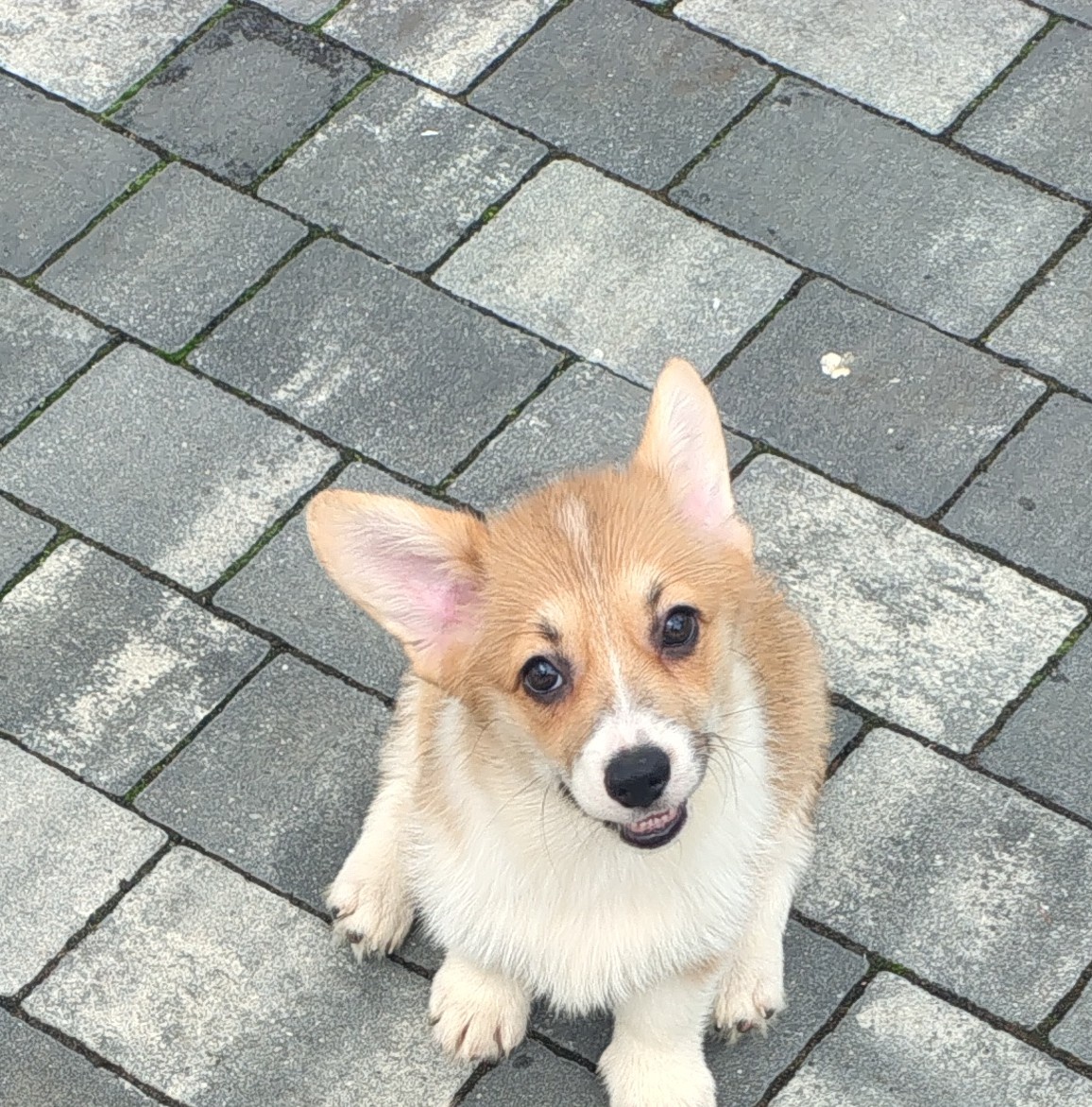 Welsh Corgi Pembroke - 6