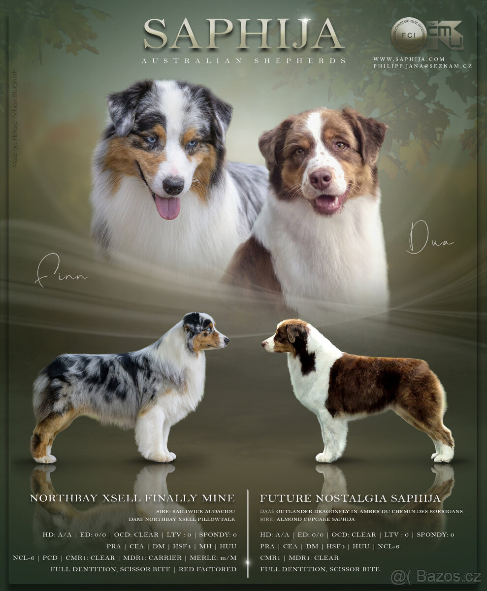 australský ovčák s pp štěně - 6