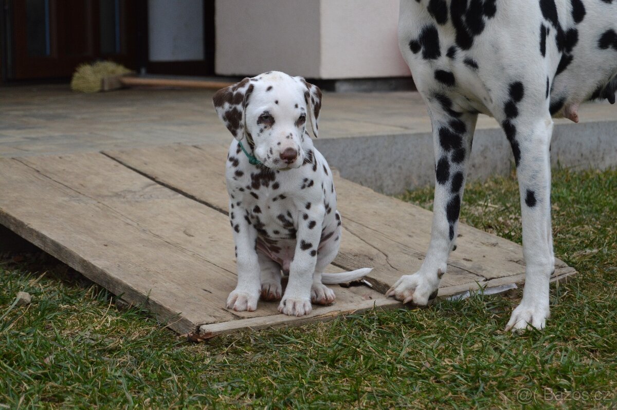 Dalmatin štěňata - pejsek - 6
