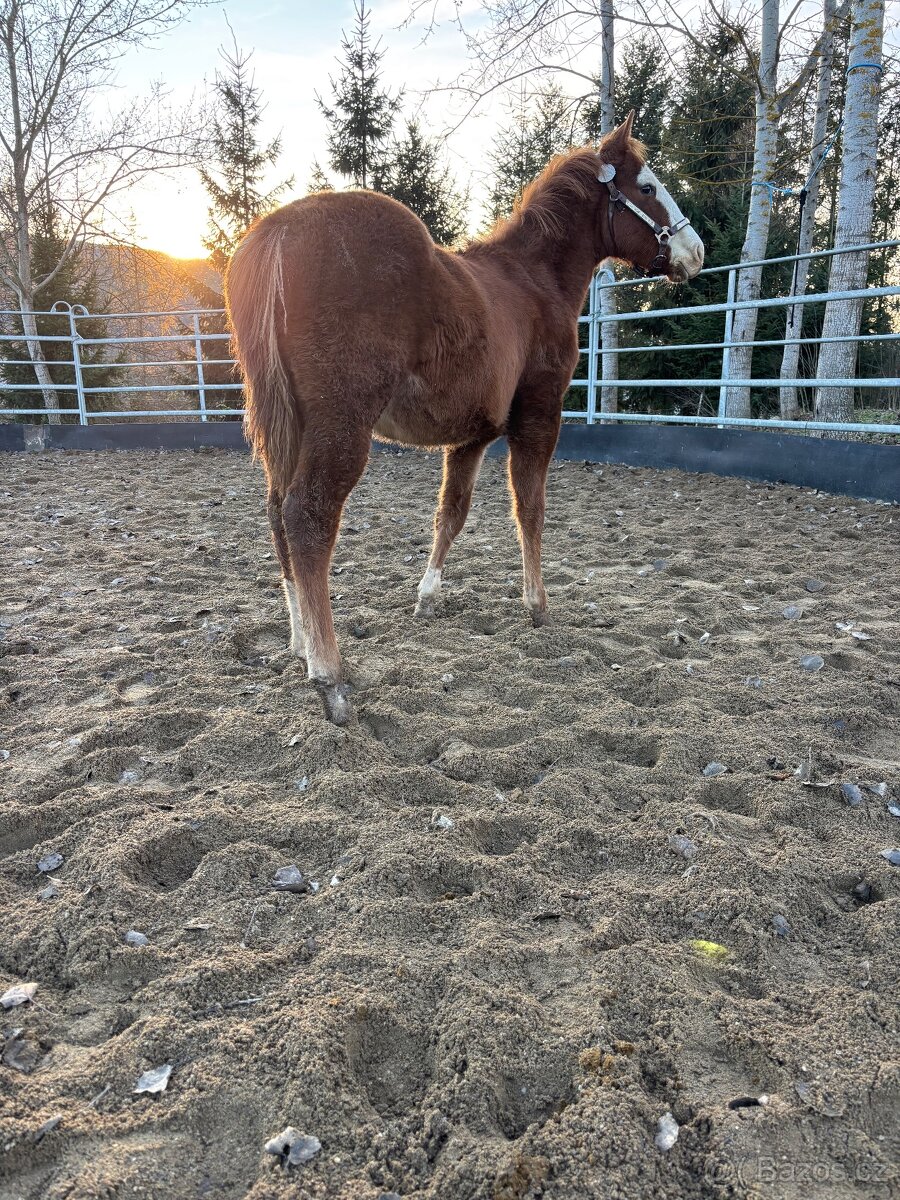 Perspektívny Žrebček - 6