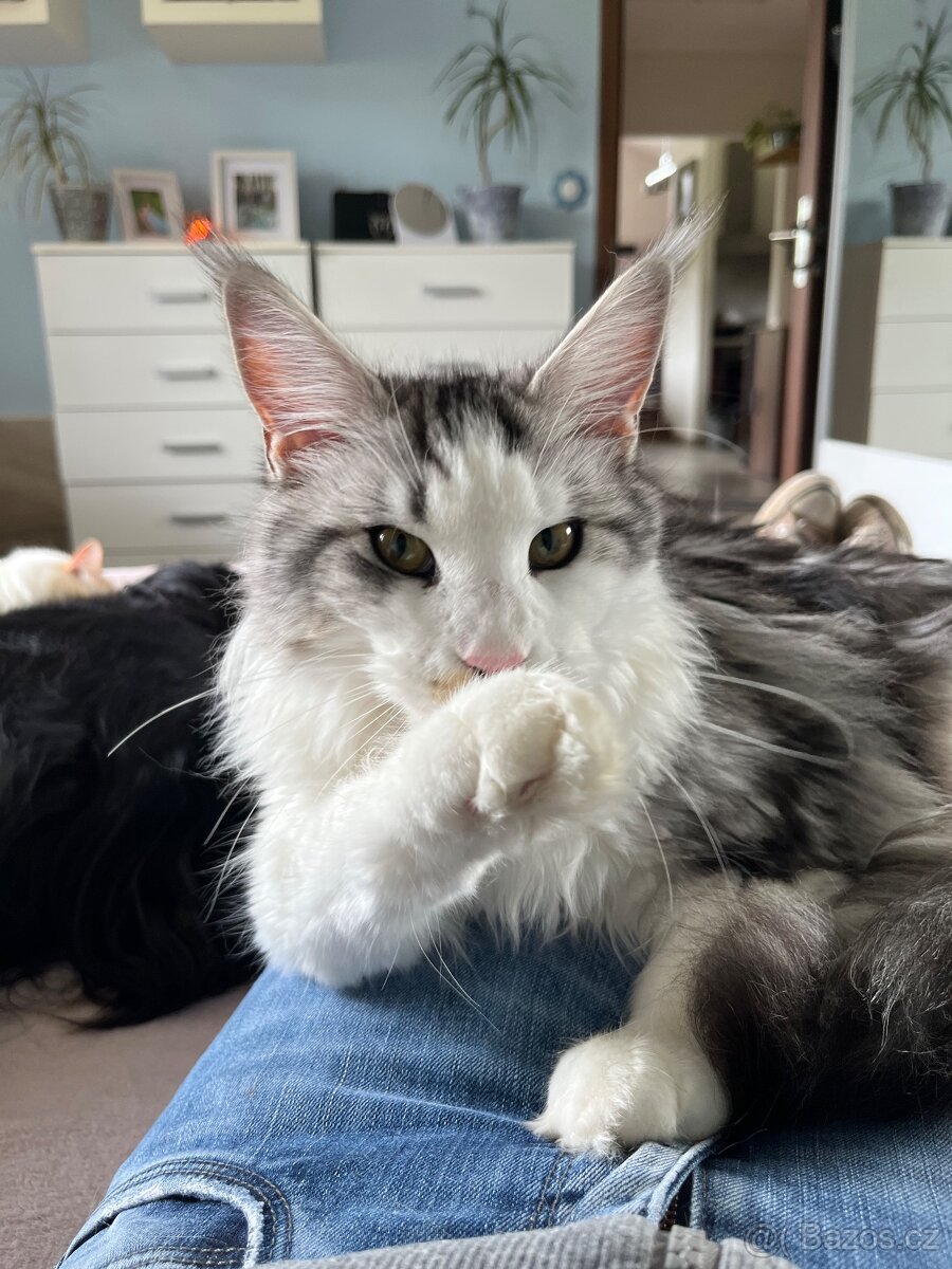 Mainská mývalí kočička s PP - 6