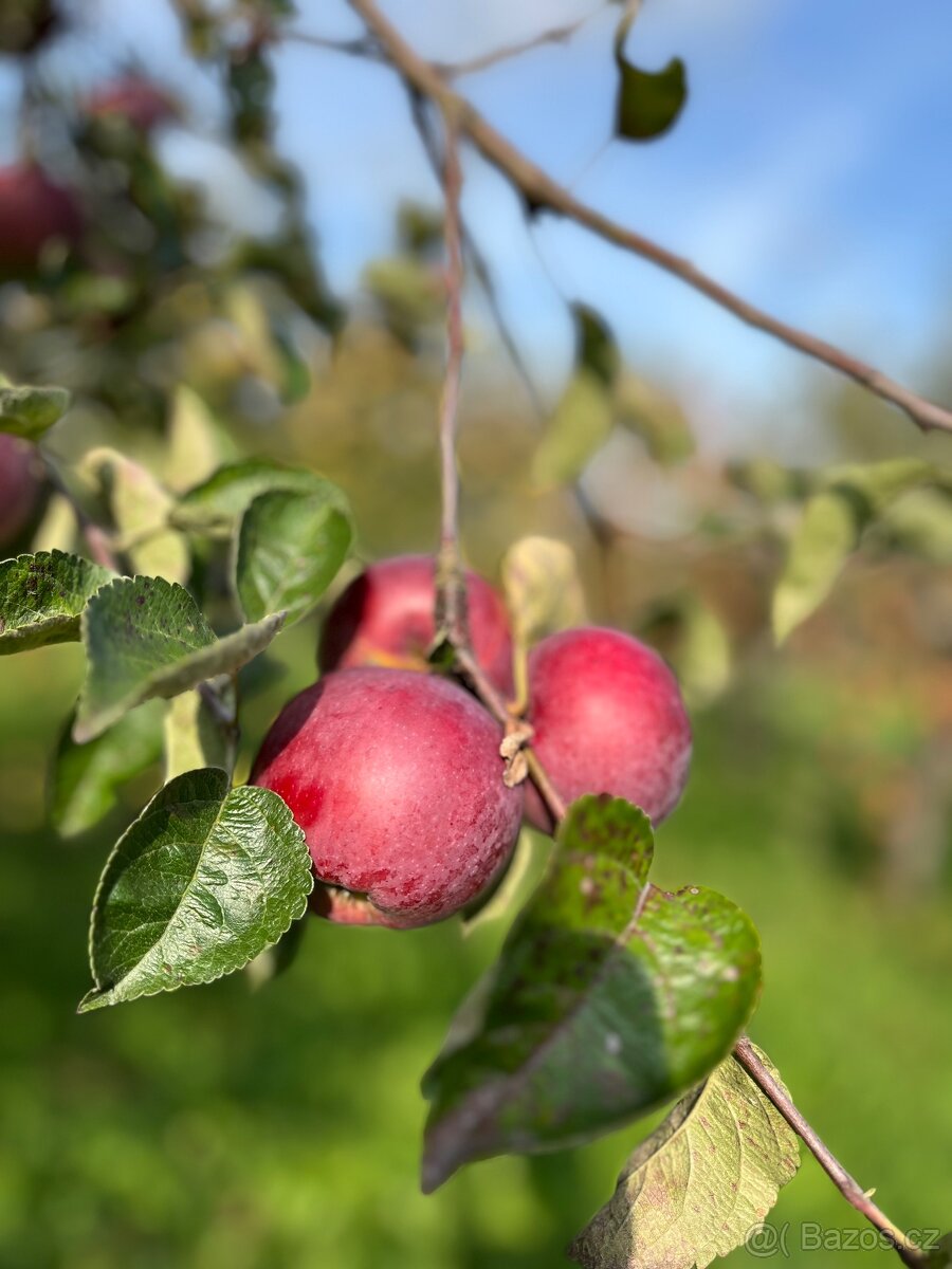 Prodám jablka - 6