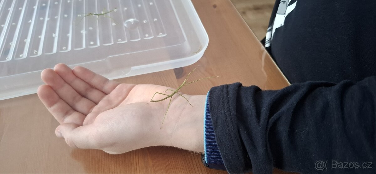 Strašilka - Pakobylka rohatá - 6