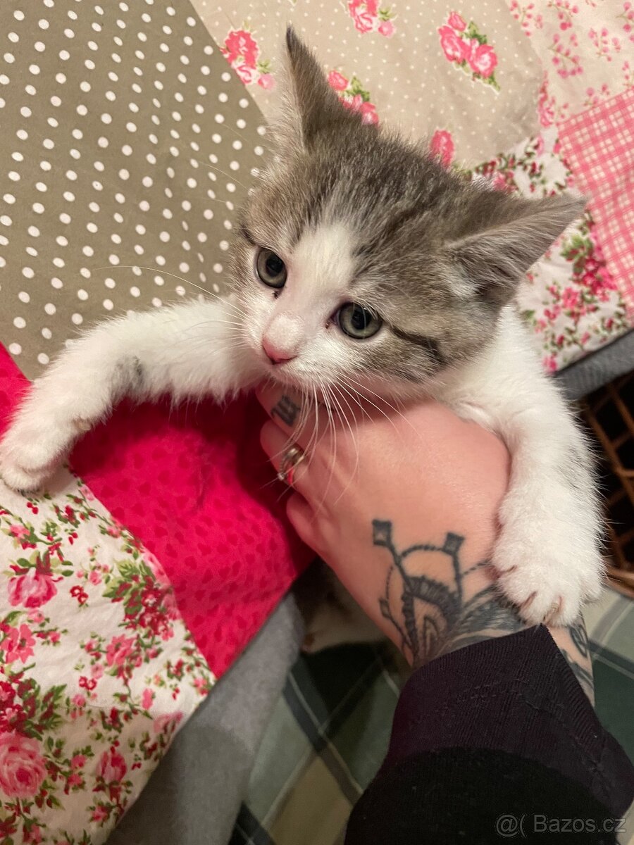 Daruji koťátka - 6