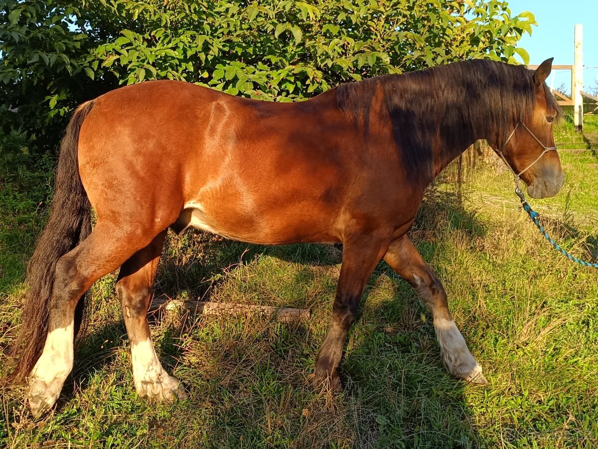 Prodám Welsh Cob D - 6