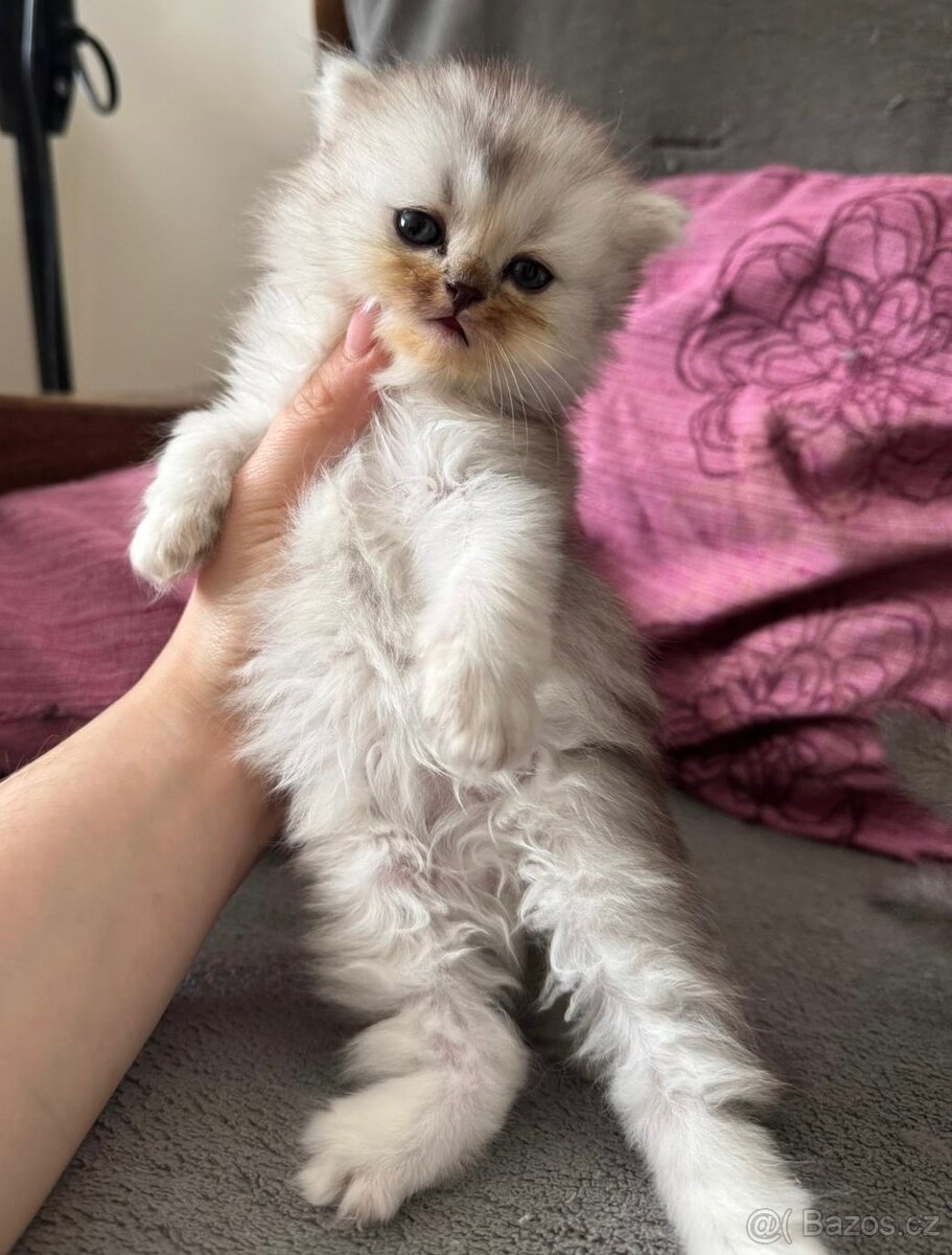Britská koťátka - 6