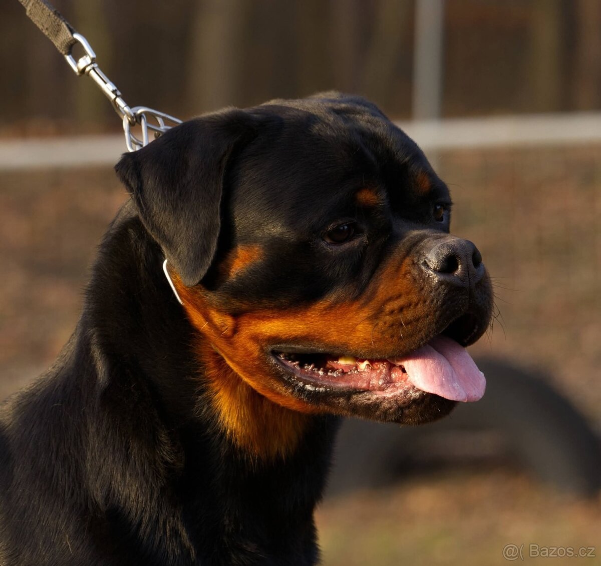 ŠTĚŇÁTA ROTTWEILER /ROTVAJLER - 6