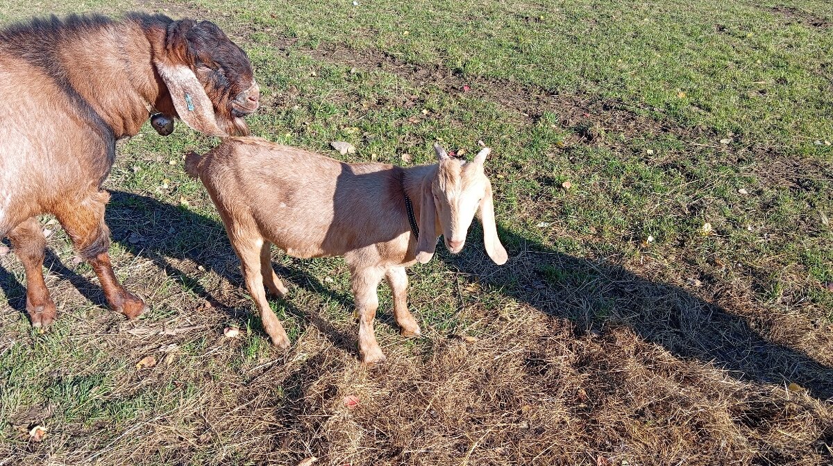 Prodám kozlíky anglonubijské kozy - 6