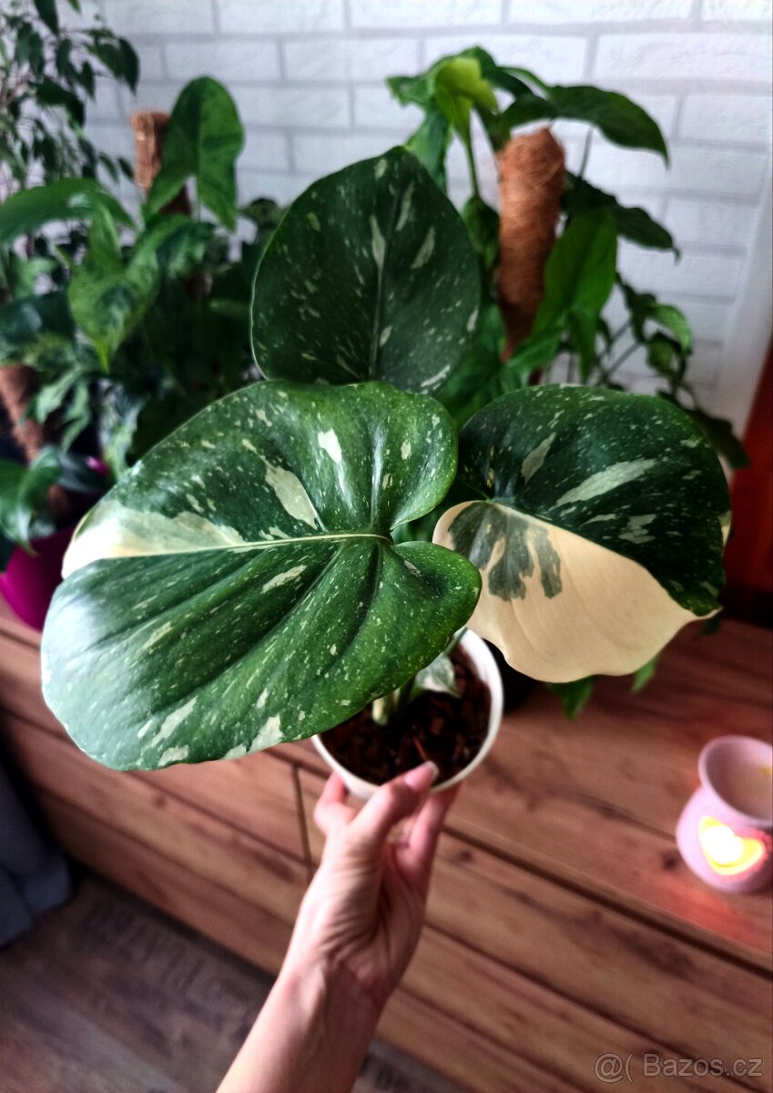 Monstera Thai Constellation - 6