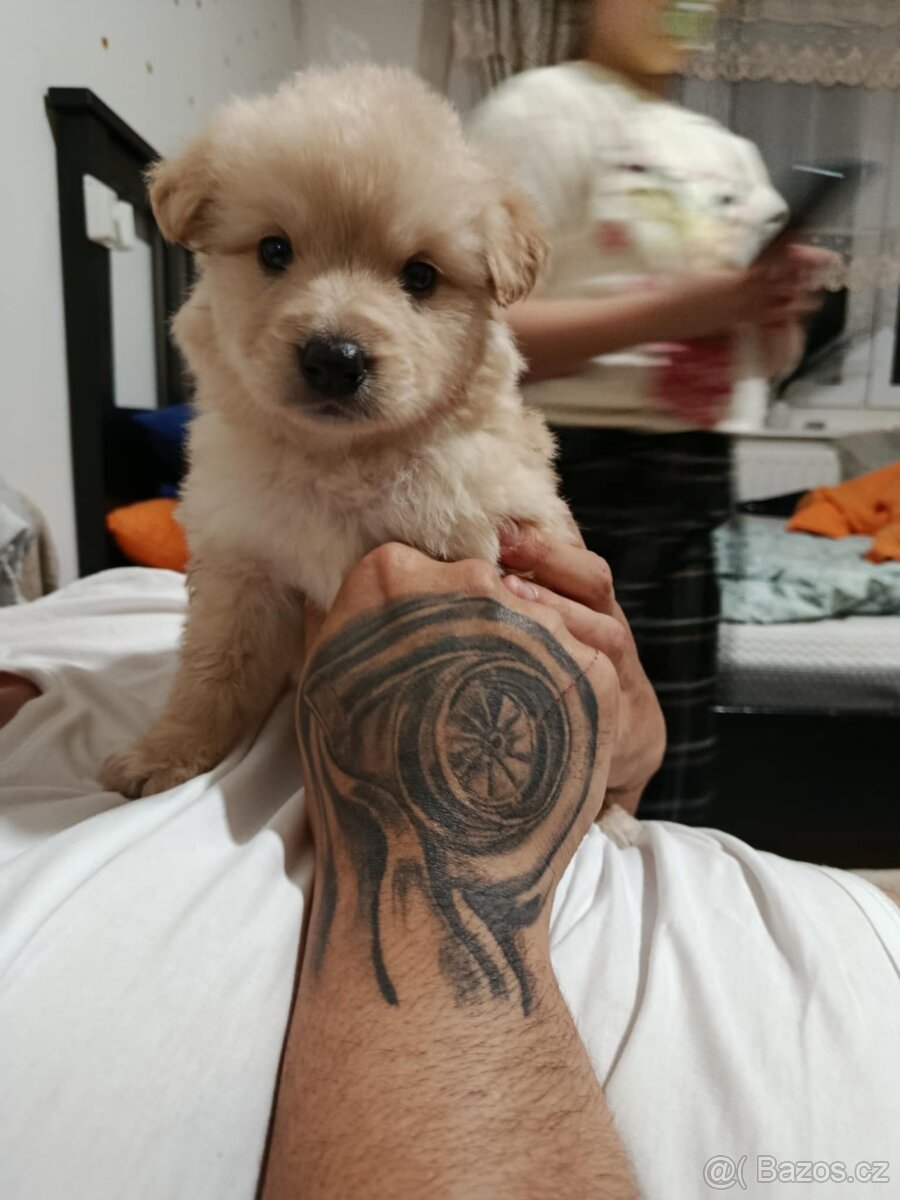 Zlatý retrívr Fenka - 6