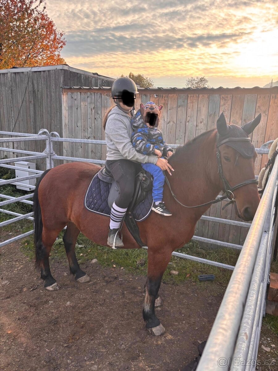 Valach na prodej - 6