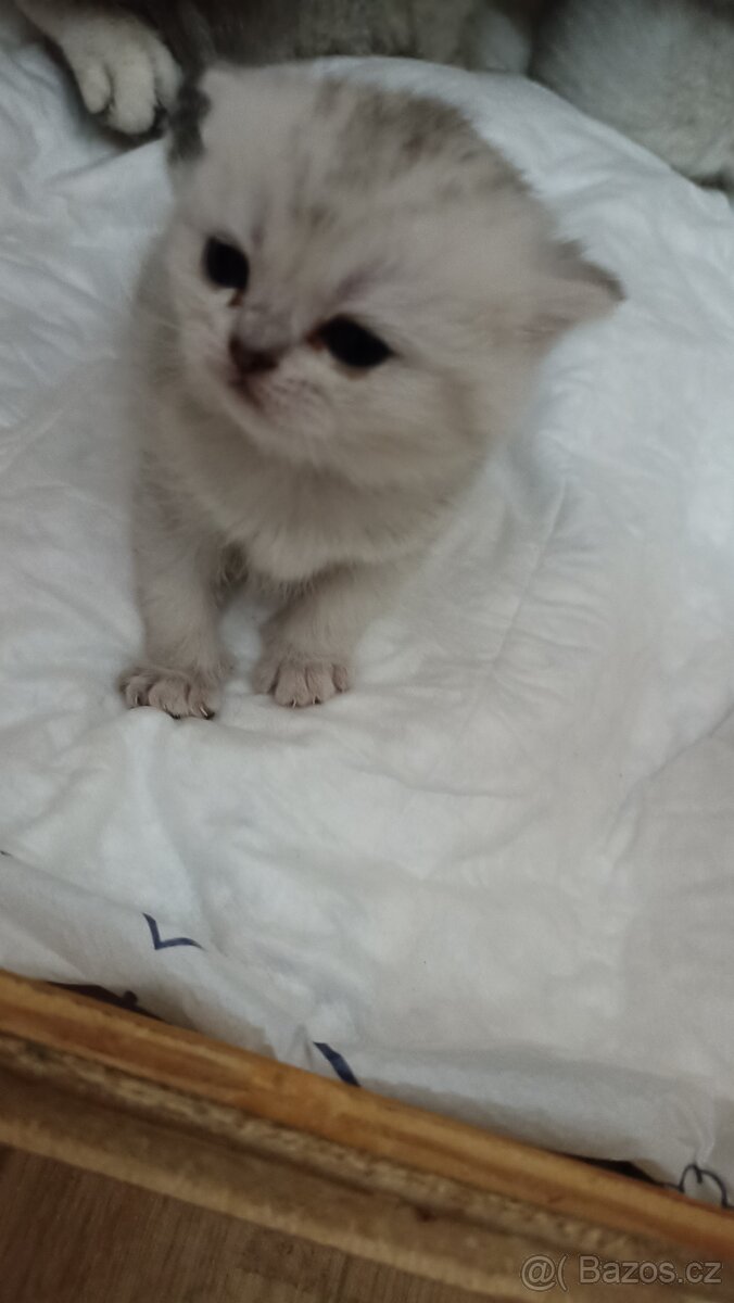 Britská koťátka s PP - 6