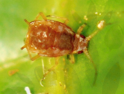 Tabákový postřik na škůdce rostlin - 6