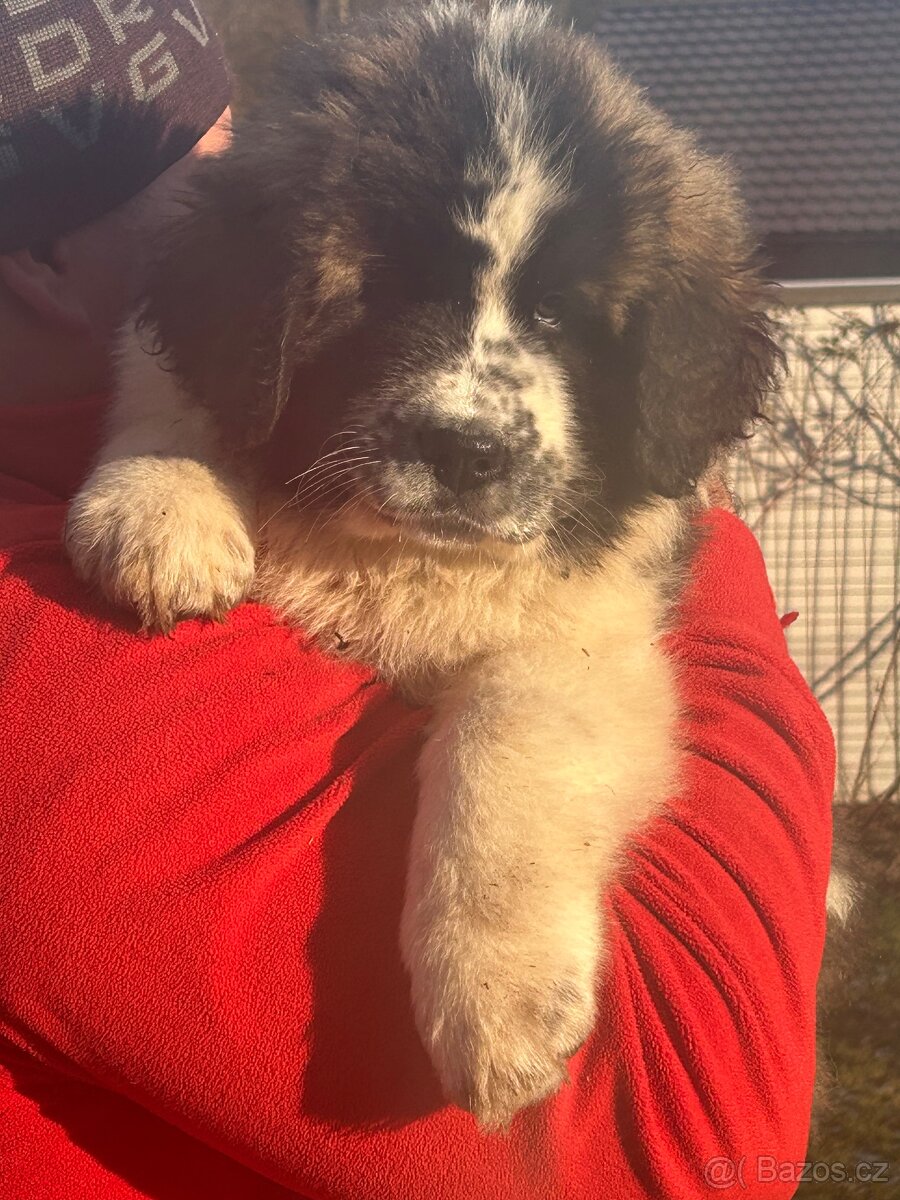 Moskevský strážní pes - 6