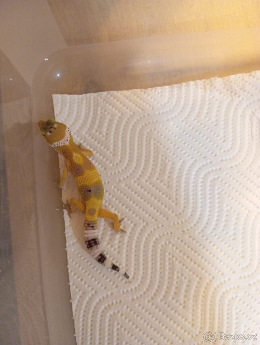 Gekončíci - 6