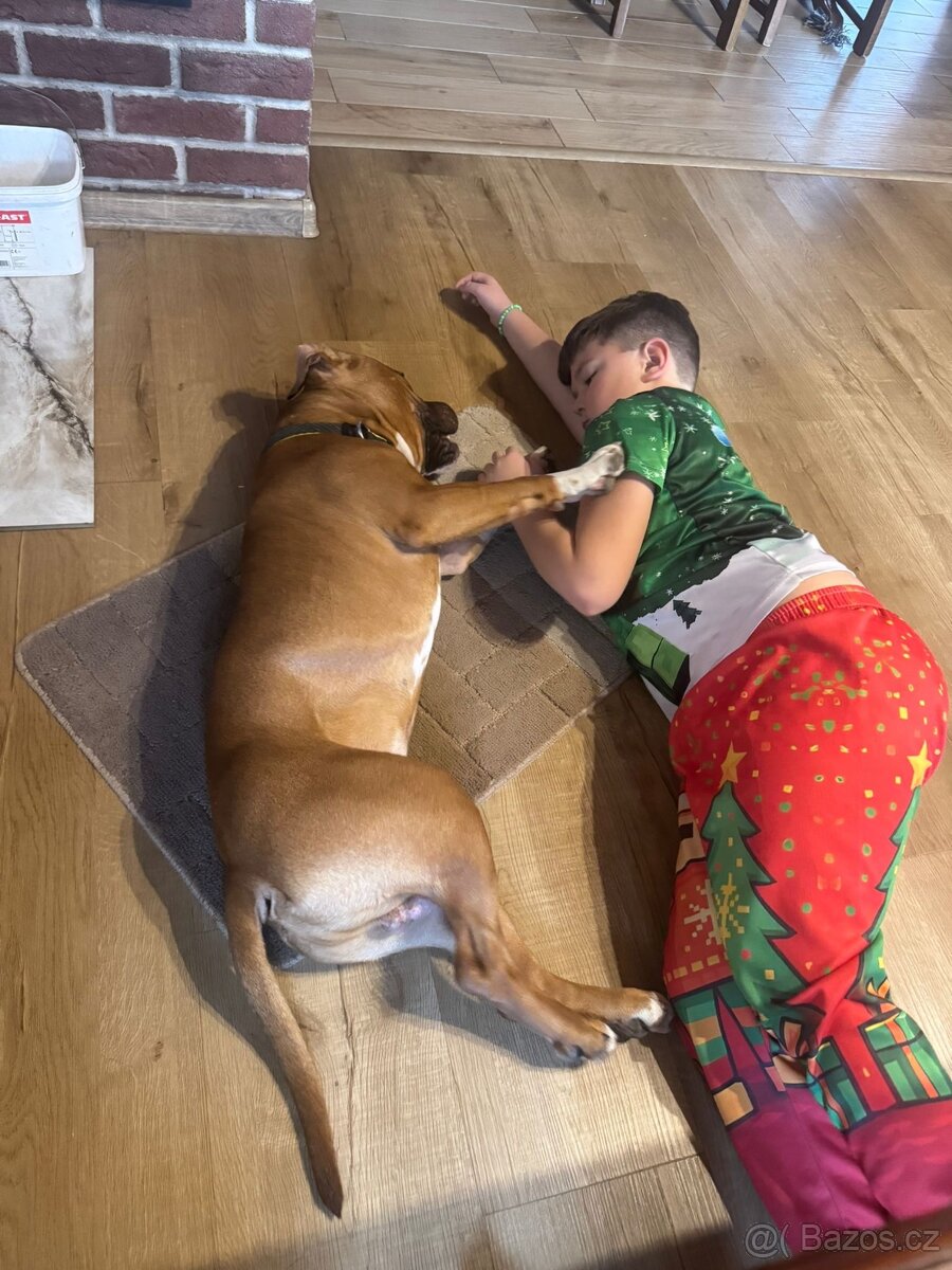 Štěně amerického stafordširského teriéra s PP - 6