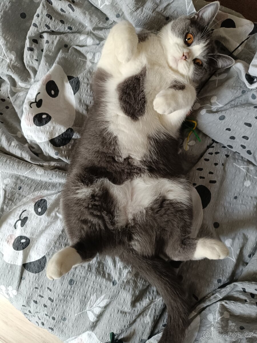 Britská Bicolor kočka - 6