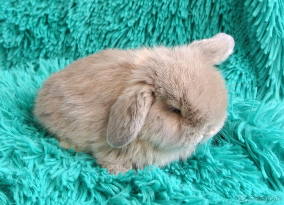 minilop - beránci - 6