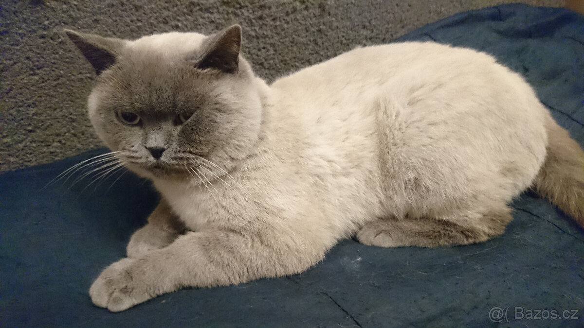 Britský kocour ke krytí - 6