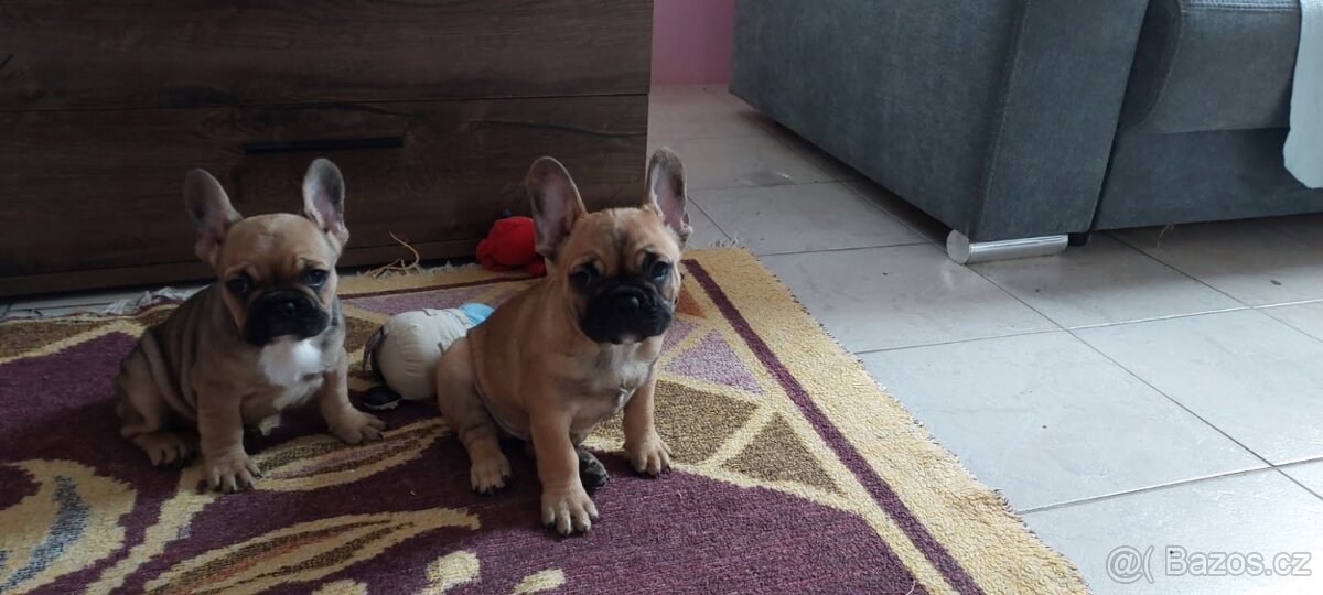 Francouzský buldoček - 6