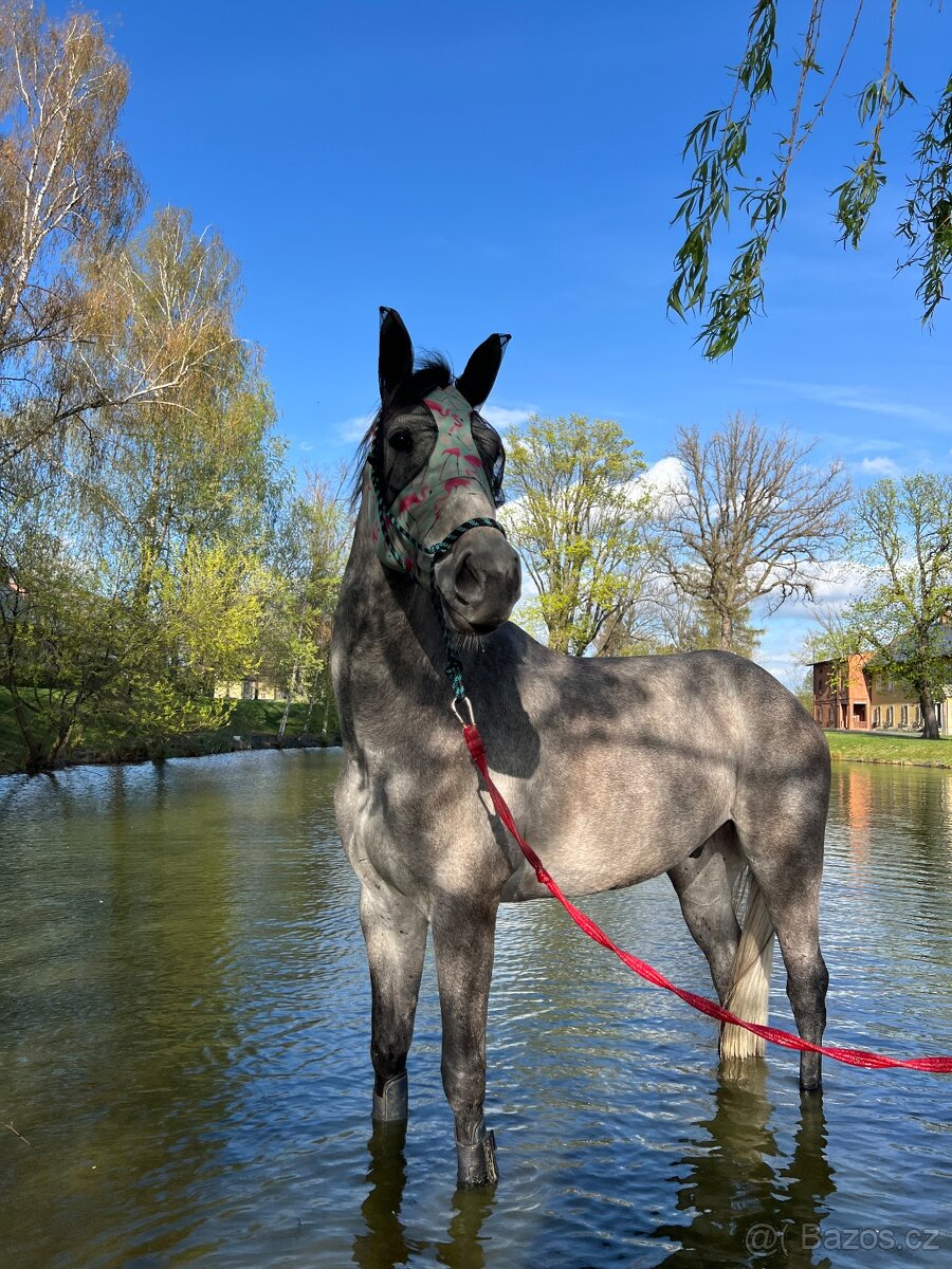 7 letý Valach po Cohinoor VDL - 6