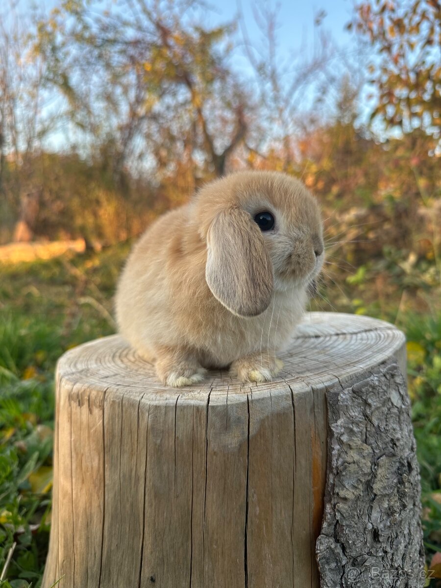 Minilop zakrslý beránek - 6
