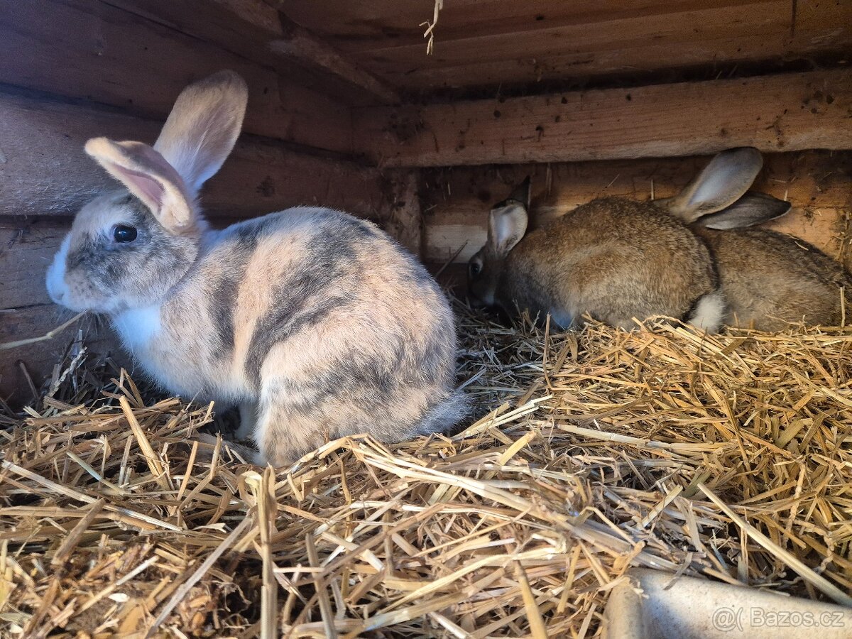 Beran x Liptovský lysko - 6