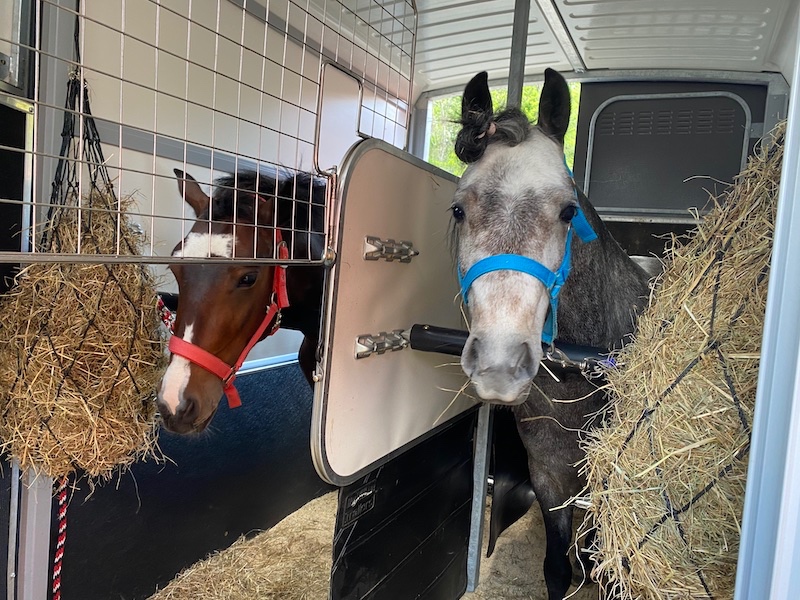 Pony KHV 134 cm (kat.A) 9 letý poník - 6