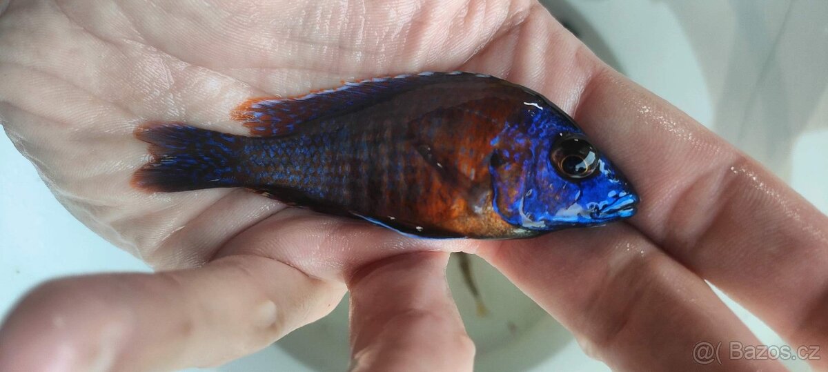 Tlamovci Malawi 15 - 6