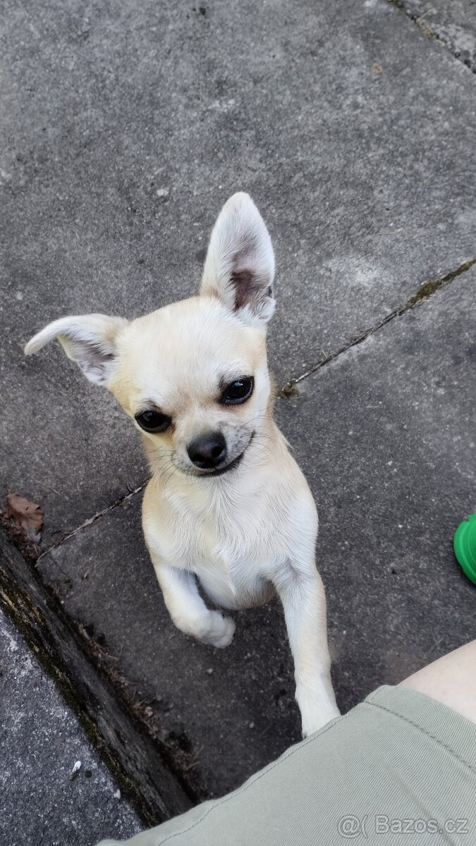 Čivava - pes 1 rok s PP - 6