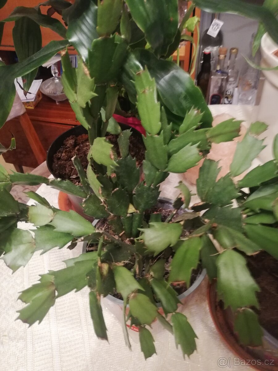 Tlustice symbol bohatství - 6