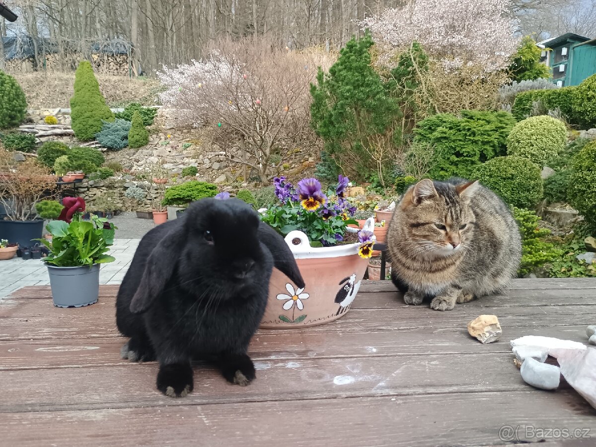 Zakrslý beránek sameček - 6