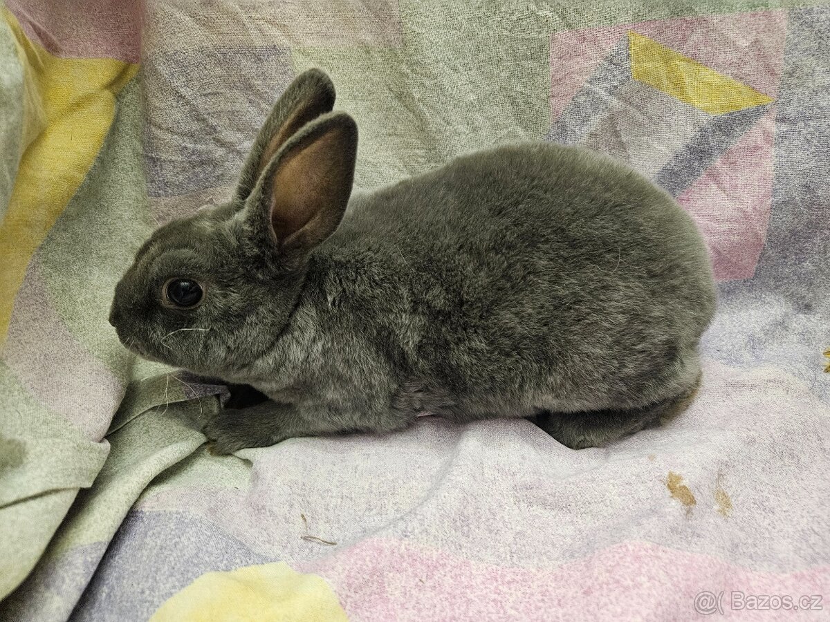 Zakrslý králíček - 6