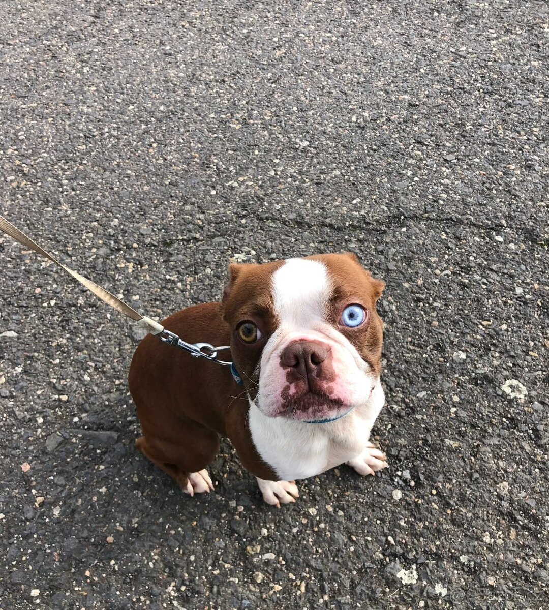 Bostonský teriér s PP- Očekáváme vrh 💖🐶 - 6
