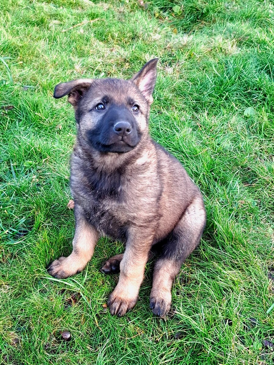 Štěňata Německý ovčák s PP - 6