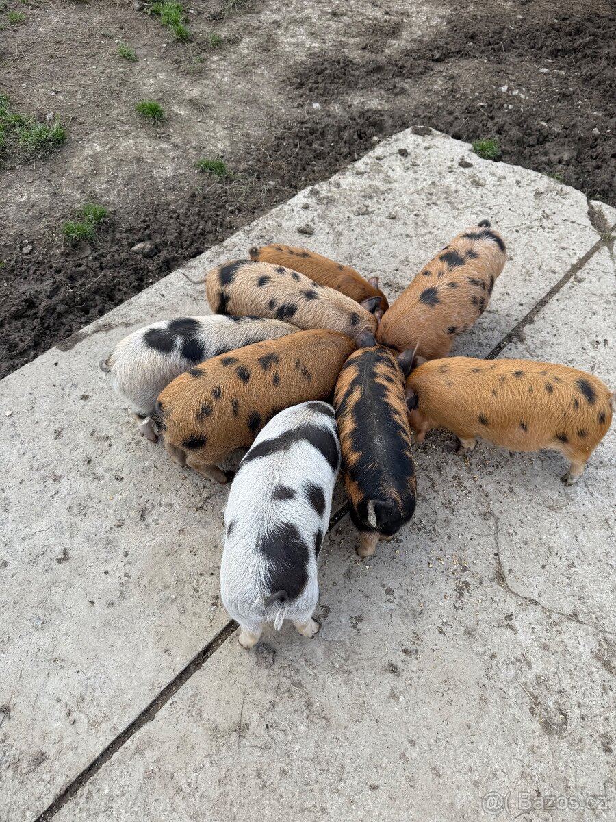 Čistokrevná selata Kune kune - 6