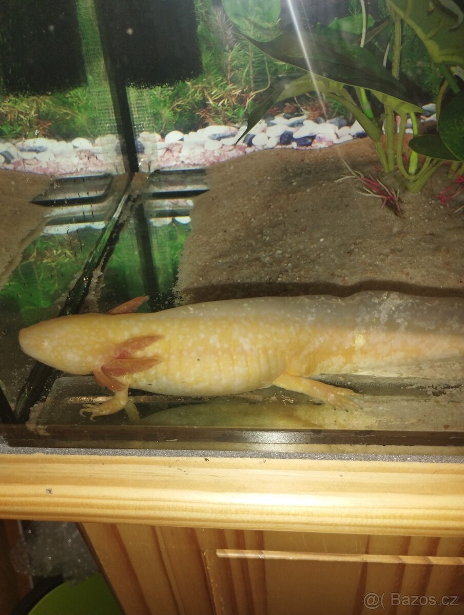 Axolotl - 6