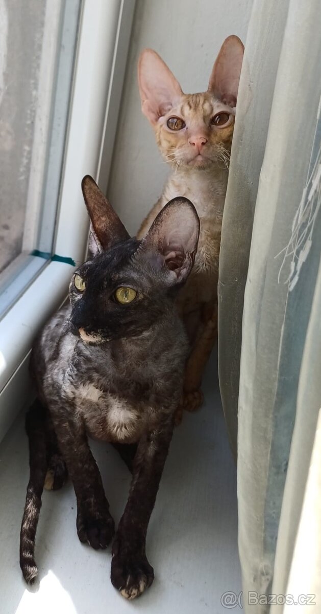 Koťata Cornish Rex s PP - 6